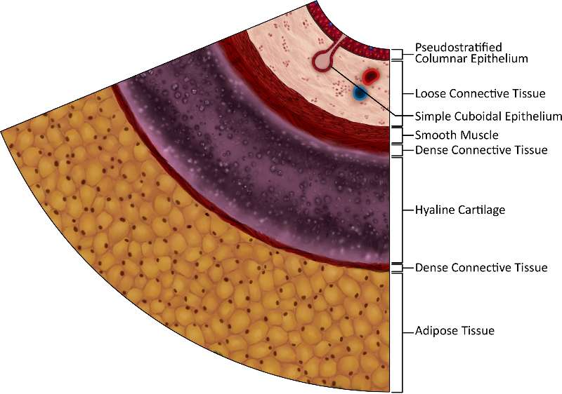 Trachea 2